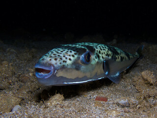 Lagocephalus sceleratus from Cyprus © Sakis Lazarides