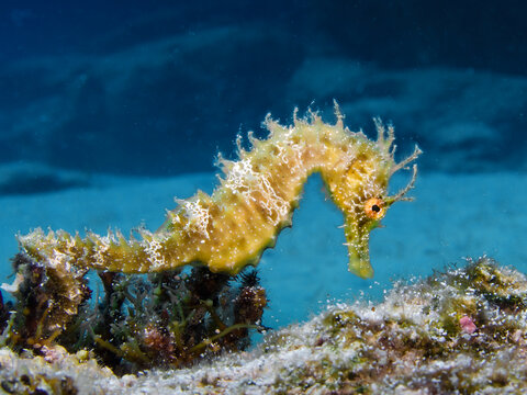 Seahorse Hippocampus guttulatus from Cyprus