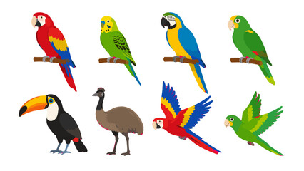 Obraz premium Colorful tropical bird collection with parrots toucan and emu