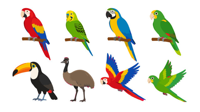 Colorful tropical bird collection with parrots toucan and emu
