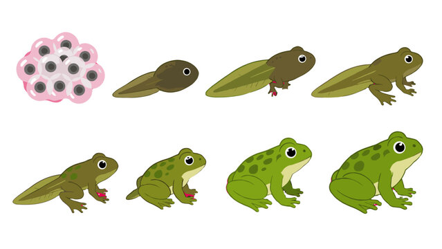 Frog life cycle stages from eggs to adult cartoon vector