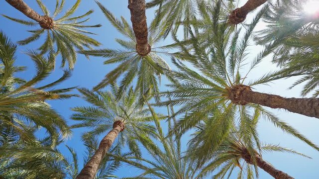 Date palm grove canopy low angle upward view blue sky Spain Mediterranean summer sunlight tropical texture nature background wide panoramic shot warm season eco travel