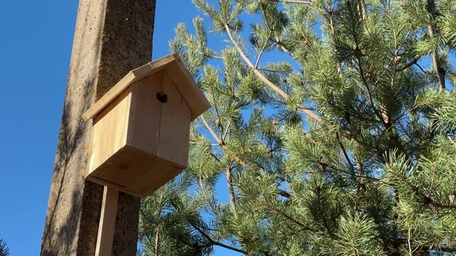 Wooden birdhouse mounted on concrete pillar against blue sky beside lush pine branches new nesting box for migratory birds warm
