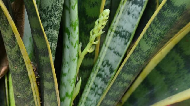 Dracaena trifasciata in flowering time. It&nbsp;is a&nbsp;species&nbsp;of&nbsp;flowering plant&nbsp;in the&nbsp;family&nbsp;Asparagaceae.  Its common name is&nbsp;snake plant,&nbsp;Saint George sword,&nbsp;mother-in-law tongue , and&nbsp;viper bowstring.