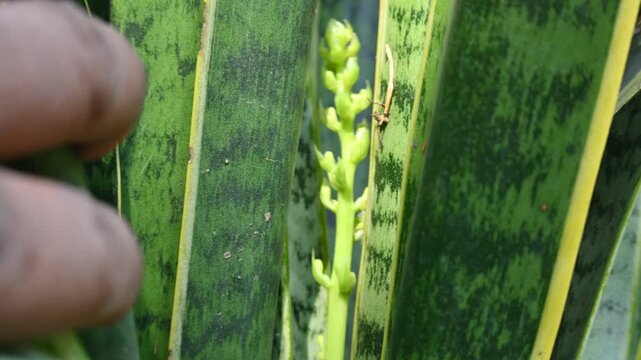 Dracaena trifasciata in flowering time. It&nbsp;is a&nbsp;species&nbsp;of&nbsp;flowering plant&nbsp;in the&nbsp;family&nbsp;Asparagaceae.  Its common name is&nbsp;snake plant,&nbsp;Saint George sword,&nbsp;mother-in-law tongue , and&nbsp;viper bowstring.