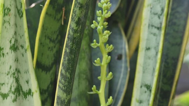 Dracaena trifasciata in flowering time. It&nbsp;is a&nbsp;species&nbsp;of&nbsp;flowering plant&nbsp;in the&nbsp;family&nbsp;Asparagaceae.  Its common name is&nbsp;snake plant,&nbsp;Saint George sword,&nbsp;mother-in-law tongue , and&nbsp;viper bowstring.