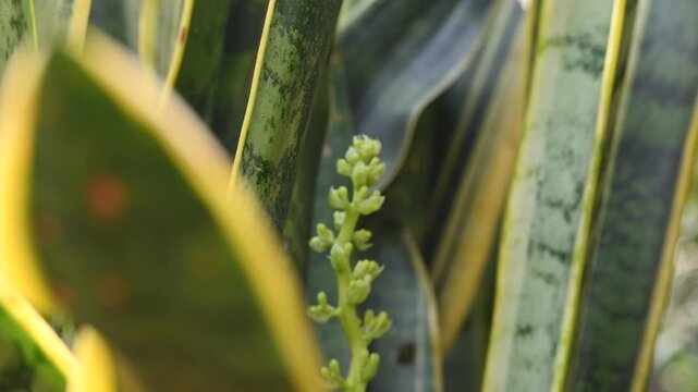Dracaena trifasciata in flowering time. It&nbsp;is a&nbsp;species&nbsp;of&nbsp;flowering plant&nbsp;in the&nbsp;family&nbsp;Asparagaceae.  Its common name is&nbsp;snake plant,&nbsp;Saint George sword,&nbsp;mother-in-law tongue , and&nbsp;viper bowstring.