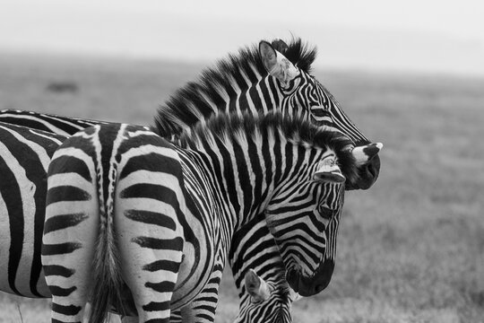 black and white image of two zebra taken in ngorogoro crater in tanzania