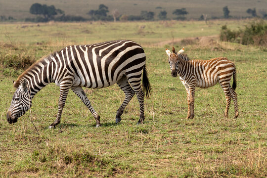 young zebra foal following it's mother through the long grass on safari