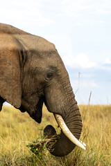 close up of a large elephant in the masai mara © Tim