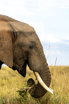 close up of a large elephant in the masai mara