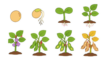 Obraz premium Soybean plant growth stages from seed to mature pods vector
