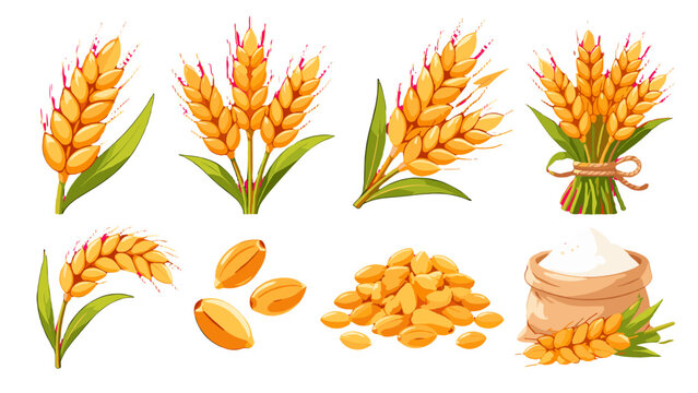 Set of wheat ears, grains and flour sack vector illustration