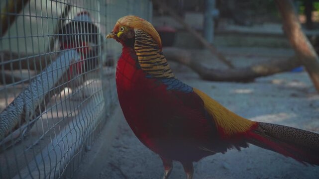 Colorful male golden pheasant standing in an outdoor aviary enclosure.