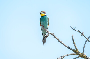 Fototapeta premium European bee-eater perched on a bare wooden branch against a soft, blurry blue background.