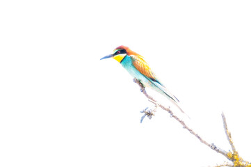 Fototapeta premium European bee-eater perched on a bare wooden branch against a soft, blurry blue background.