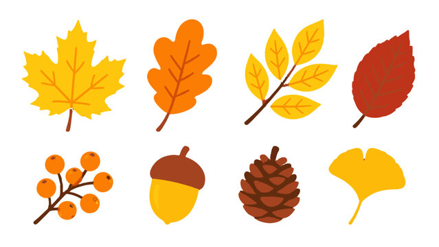 Set of autumn leaves, berries, acorn and pine cone icons