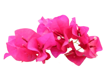 Fototapeten Pink Beautiful bougainvillea flowers in full bloom showcasing vivid pink bracts isolated on Transparent background  © BloodysAlice