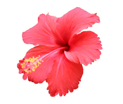  close up red Hibiscus flower  isolated on Transparent background