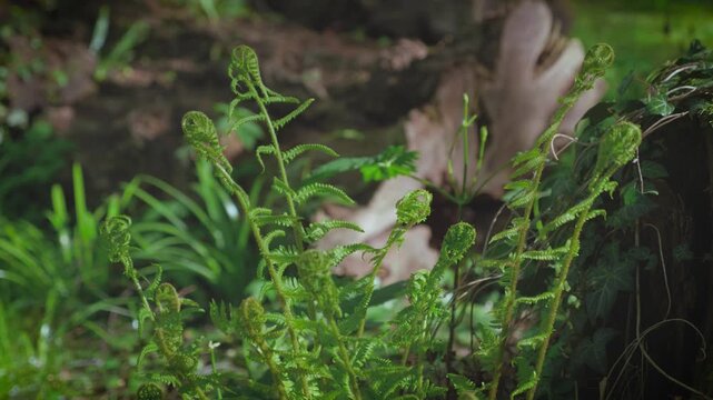 Close-up of fresh fern sprouts unfurling in the wild woods with ivy and moss on the background.