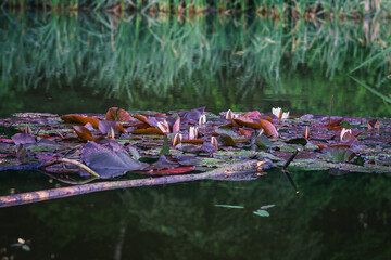 natura, krajobraz, łąka, drzewa, woda, deszcz, staw, lilia, kwiaty, woda © Estera