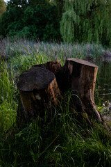 las, drzewo, pień, natura, krajobraz © Estera