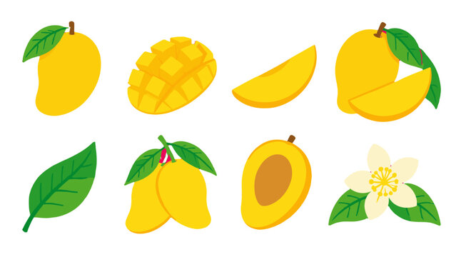 Mango fruit set with slices leaf blossom and half in flat vector