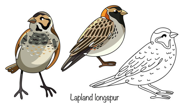 Lapland longspur