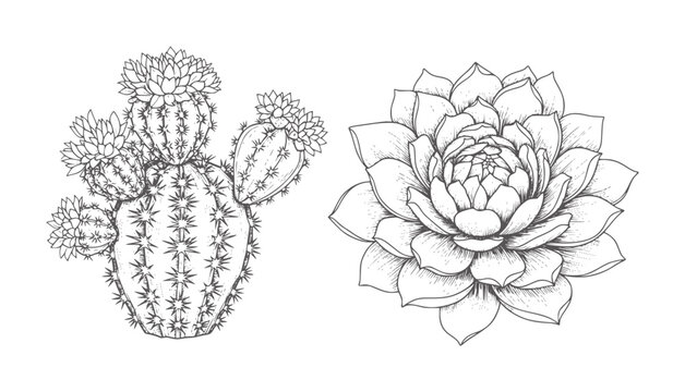 Black and white of a blooming cactus and a succulent plant flower botanical