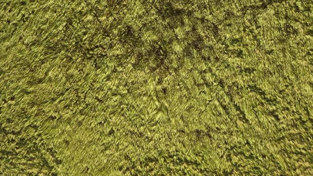 Drone Flight Above Grain Field with Wind Creating Natural Waves in Crops