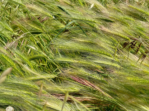 Campos de cereal verde movi&eacute;ndose con el viento