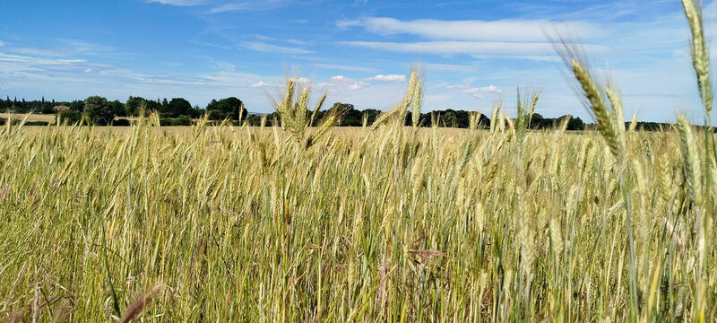 Campo de cereales bajo un cielo azul