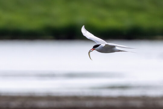Common Tern with Fish over Water