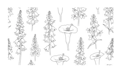 Botanical of bell shaped flowers and foxglove plant © Mahin