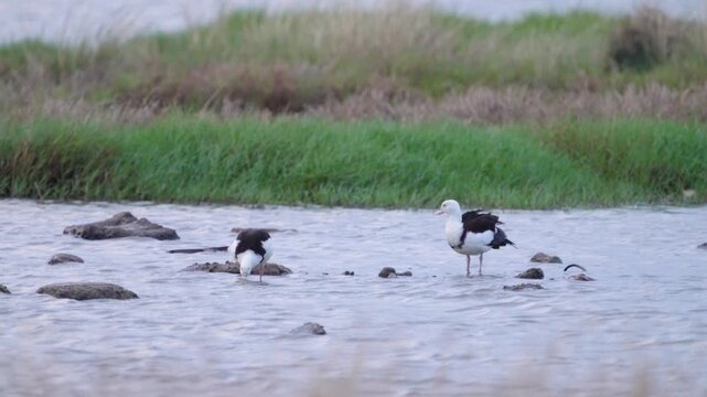 Radjah Shelduck in lake found in Thailand, this is a rare migratory waterfowl from Australia and New Guinea.