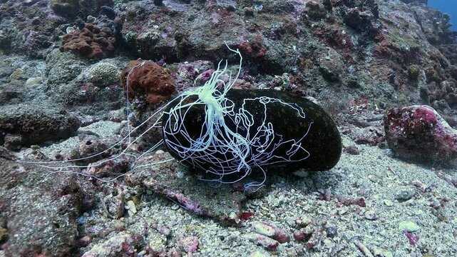 Leopard sea cucumber Bohadschia argus releasing Cuvierian tubules in defense, rare real-time macro behavior in 4K UHD footage with ambient sound and detailed texture