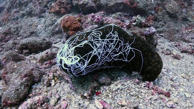 Leopard sea cucumber Bohadschia argus releasing Cuvierian tubules in defense, rare real-time macro behavior in 4K UHD footage with ambient sound and detailed texture