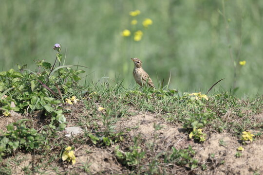 The paddyfield pipit or Oriental pipit (Anthus rufulus waitei ) is a small passerine bird in the pipit and wagtail family. This photo was taken in India.