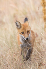 Naklejka premium Fox in the Grass
