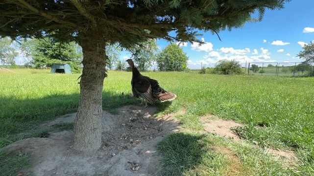 turkey mama farm