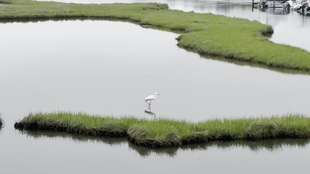  A white heron flying over and landing in a salt marsh in Fenwick Island Delaware.