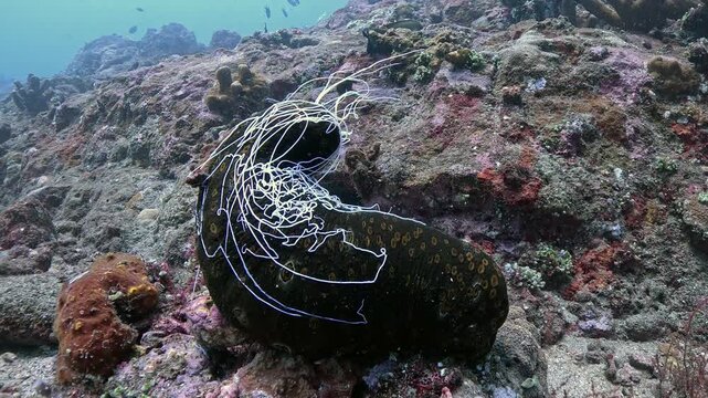 Leopard sea cucumber Bohadschia argus releasing Cuvierian tubules in defense, rare real-time macro behavior in 4K UHD footage with ambient sound and detailed texture