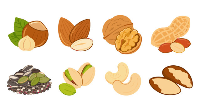 Collection of assorted nuts and seeds in cartoon vector style