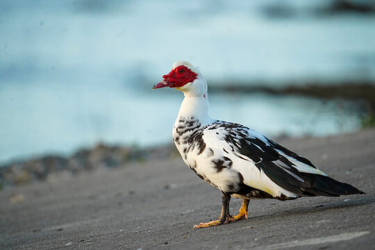 Muscovy Duck Standing on a Sandy Shoreline