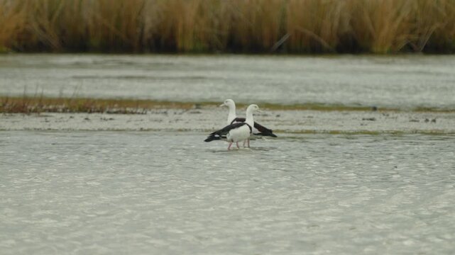 Radjah Shelduck in lake found in Thailand, this is a rare migratory waterfowl from Australia and New Guinea.