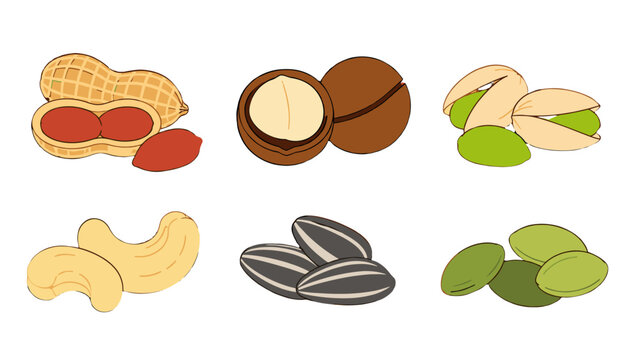 Hand drawn vector set of assorted nuts and seeds