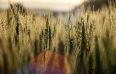 Close up of wheat field with sun flare © tereshkov