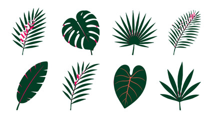 Set of tropical palm and monstera leaves on white background © icon_art