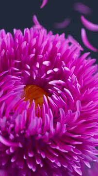 Vibrant looping 3D animation where pink aster flowers sway lightly in the wind, with soft petals floating to enrich the serene mood.