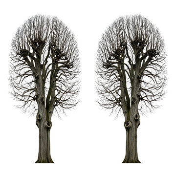 Two identical pollarded trees with bare branches and thick trunks, isolated on a transparent background, showcasing their unique winter form and structure.